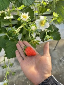 イチゴ初収穫